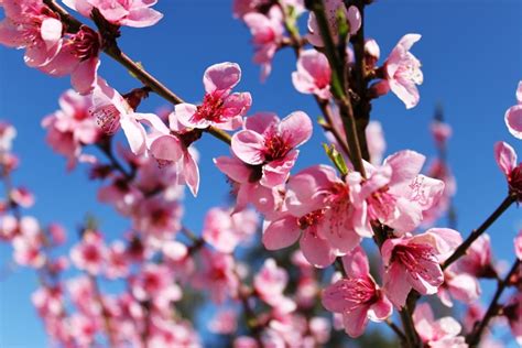 Peach Blossom Spring - Exquisite Brushstrokes and Harmonious Composition?